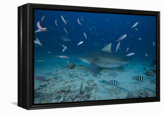 A Large Bull Shark at the Bistro Dive Site in Fiji-Stocktrek Images-Framed Premier Image Canvas