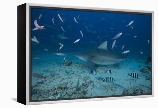 A Large Bull Shark at the Bistro Dive Site in Fiji-Stocktrek Images-Framed Premier Image Canvas