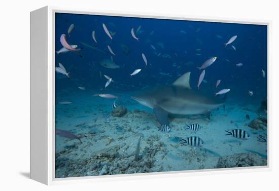 A Large Bull Shark at the Bistro Dive Site in Fiji-Stocktrek Images-Framed Premier Image Canvas