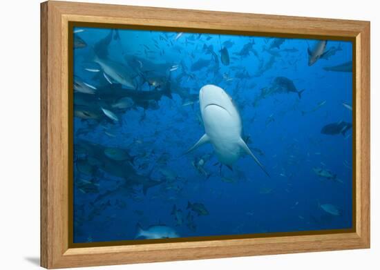 A Large Bull Shark at the Bistro Dive Site in Fiji-Stocktrek Images-Framed Premier Image Canvas