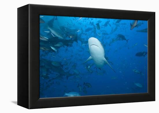 A Large Bull Shark at the Bistro Dive Site in Fiji-Stocktrek Images-Framed Premier Image Canvas