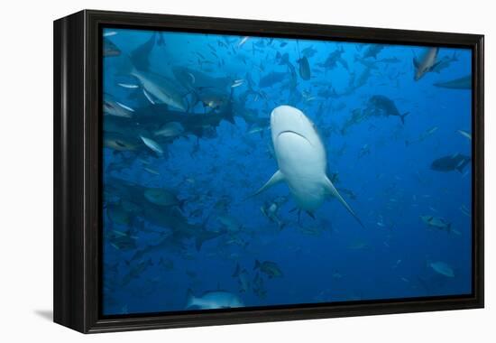 A Large Bull Shark at the Bistro Dive Site in Fiji-Stocktrek Images-Framed Premier Image Canvas