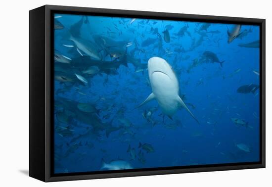 A Large Bull Shark at the Bistro Dive Site in Fiji-Stocktrek Images-Framed Premier Image Canvas