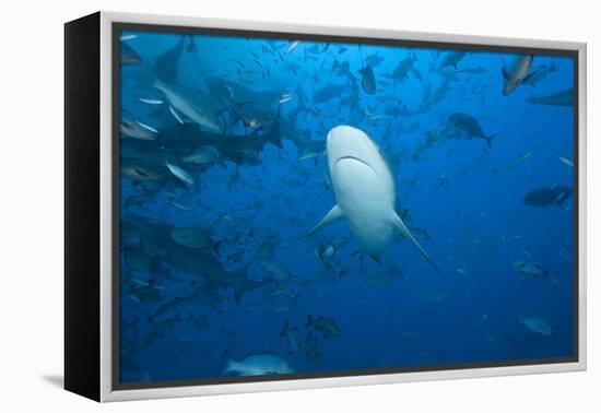 A Large Bull Shark at the Bistro Dive Site in Fiji-Stocktrek Images-Framed Premier Image Canvas