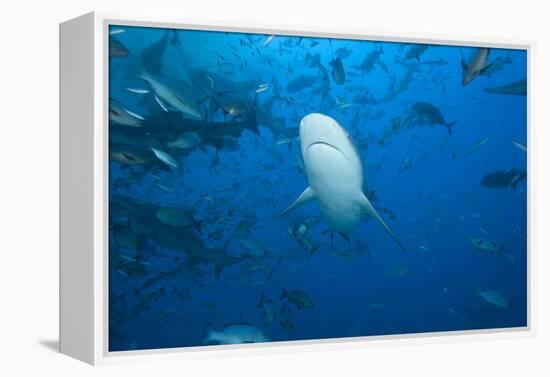 A Large Bull Shark at the Bistro Dive Site in Fiji-Stocktrek Images-Framed Premier Image Canvas