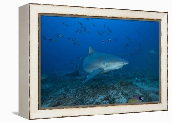 A Large Bull Shark at the Bistro Dive Site in Fiji-Stocktrek Images-Framed Premier Image Canvas