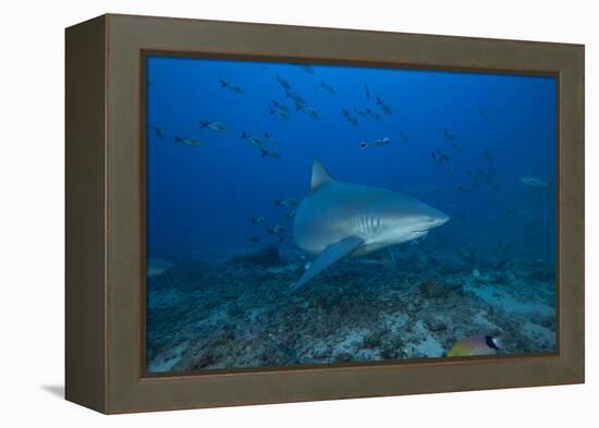 A Large Bull Shark at the Bistro Dive Site in Fiji-Stocktrek Images-Framed Premier Image Canvas