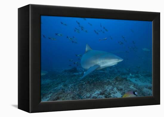 A Large Bull Shark at the Bistro Dive Site in Fiji-Stocktrek Images-Framed Premier Image Canvas