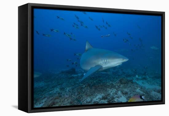 A Large Bull Shark at the Bistro Dive Site in Fiji-Stocktrek Images-Framed Premier Image Canvas