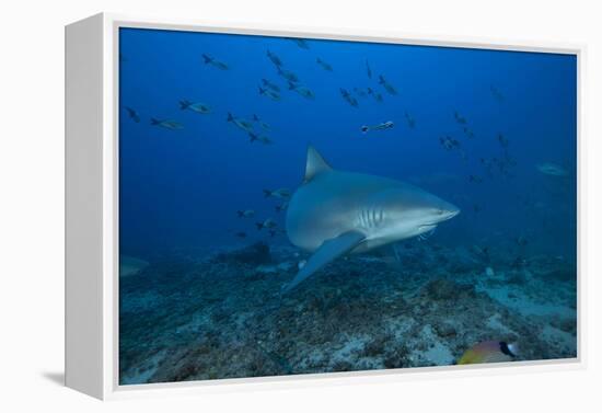 A Large Bull Shark at the Bistro Dive Site in Fiji-Stocktrek Images-Framed Premier Image Canvas