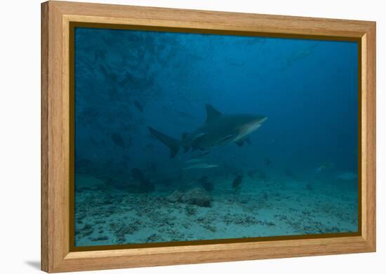 A Large Bull Shark at the Bistro Dive Site in Fiji-Stocktrek Images-Framed Premier Image Canvas