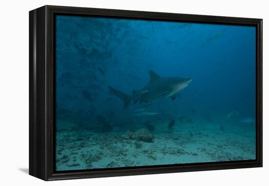 A Large Bull Shark at the Bistro Dive Site in Fiji-Stocktrek Images-Framed Premier Image Canvas