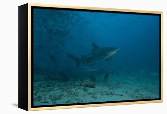 A Large Bull Shark at the Bistro Dive Site in Fiji-Stocktrek Images-Framed Premier Image Canvas