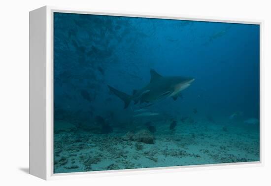 A Large Bull Shark at the Bistro Dive Site in Fiji-Stocktrek Images-Framed Premier Image Canvas