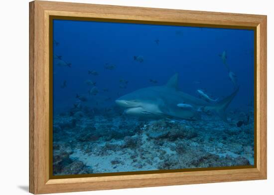 A Large Bull Shark at the Bistro Dive Site in Fiji-Stocktrek Images-Framed Premier Image Canvas