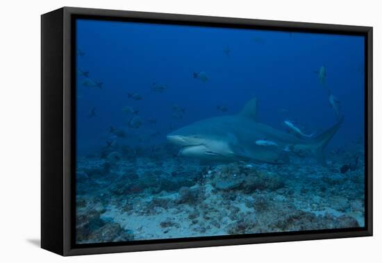 A Large Bull Shark at the Bistro Dive Site in Fiji-Stocktrek Images-Framed Premier Image Canvas