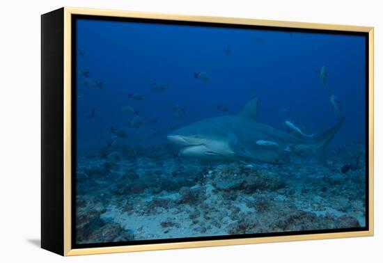 A Large Bull Shark at the Bistro Dive Site in Fiji-Stocktrek Images-Framed Premier Image Canvas