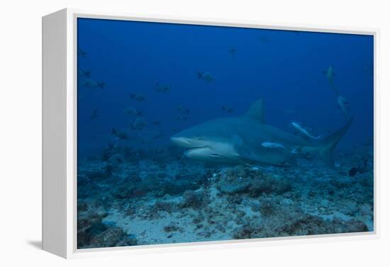 A Large Bull Shark at the Bistro Dive Site in Fiji-Stocktrek Images-Framed Premier Image Canvas