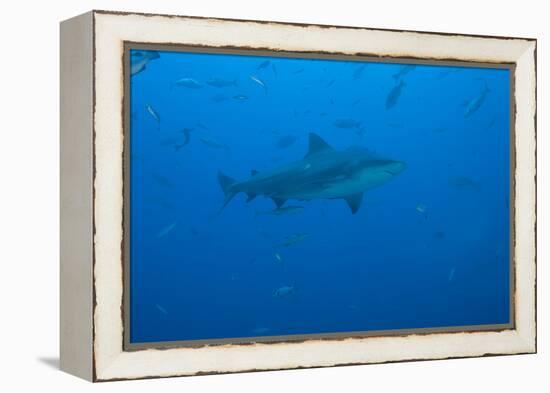 A Large Bull Shark at the Bistro Dive Site in Fiji-Stocktrek Images-Framed Premier Image Canvas