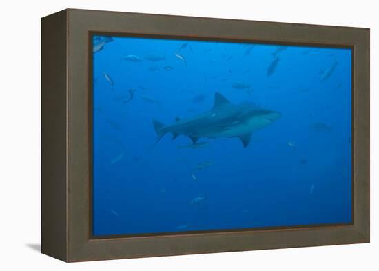 A Large Bull Shark at the Bistro Dive Site in Fiji-Stocktrek Images-Framed Premier Image Canvas