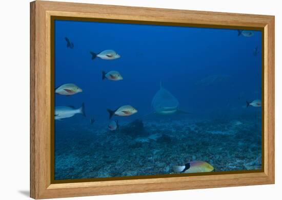 A Large Bull Shark at the Bistro Dive Site in Fiji-Stocktrek Images-Framed Premier Image Canvas