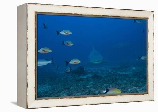 A Large Bull Shark at the Bistro Dive Site in Fiji-Stocktrek Images-Framed Premier Image Canvas