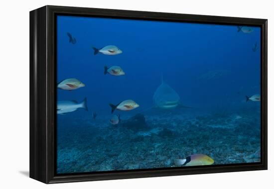 A Large Bull Shark at the Bistro Dive Site in Fiji-Stocktrek Images-Framed Premier Image Canvas