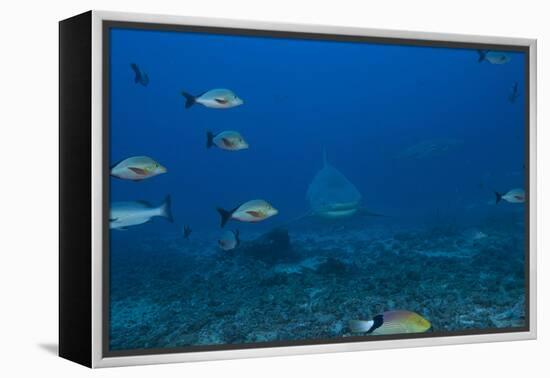 A Large Bull Shark at the Bistro Dive Site in Fiji-Stocktrek Images-Framed Premier Image Canvas