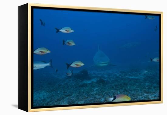 A Large Bull Shark at the Bistro Dive Site in Fiji-Stocktrek Images-Framed Premier Image Canvas