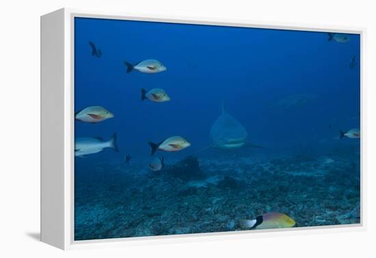 A Large Bull Shark at the Bistro Dive Site in Fiji-Stocktrek Images-Framed Premier Image Canvas