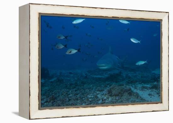 A Large Bull Shark at the Bistro Dive Site in Fiji-Stocktrek Images-Framed Premier Image Canvas