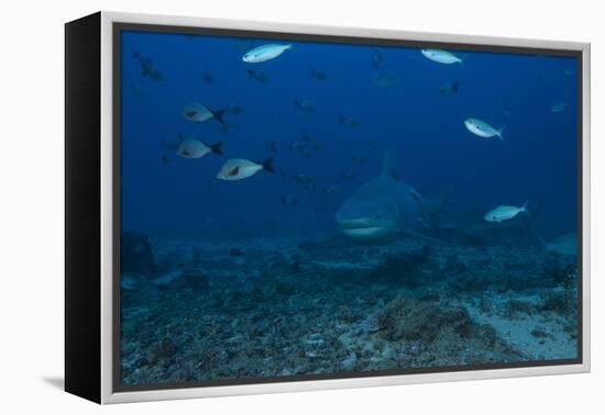 A Large Bull Shark at the Bistro Dive Site in Fiji-Stocktrek Images-Framed Premier Image Canvas