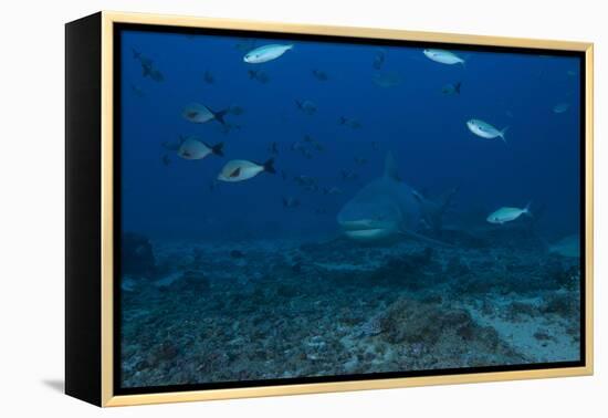 A Large Bull Shark at the Bistro Dive Site in Fiji-Stocktrek Images-Framed Premier Image Canvas