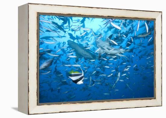 A Large Bull Shark at the Bistro Dive Site in Fiji-Stocktrek Images-Framed Premier Image Canvas