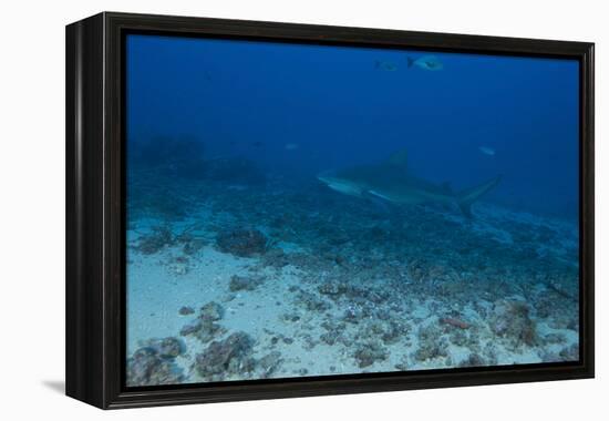 A Large Bull Shark at the Bistro Dive Site in Fiji-Stocktrek Images-Framed Premier Image Canvas