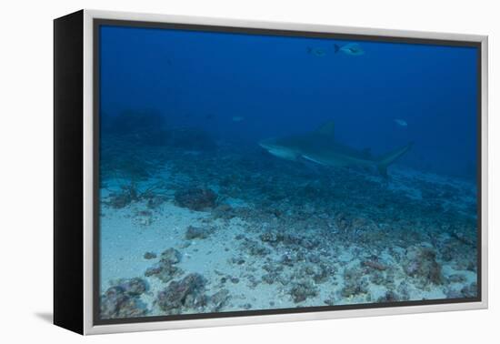 A Large Bull Shark at the Bistro Dive Site in Fiji-Stocktrek Images-Framed Premier Image Canvas