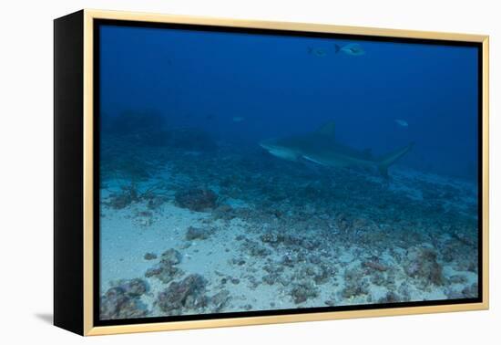 A Large Bull Shark at the Bistro Dive Site in Fiji-Stocktrek Images-Framed Premier Image Canvas