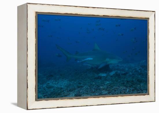 A Large Bull Shark at the Bistro Dive Site in Fiji-Stocktrek Images-Framed Premier Image Canvas