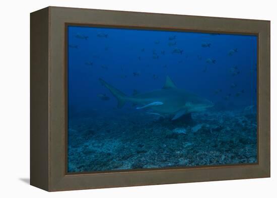 A Large Bull Shark at the Bistro Dive Site in Fiji-Stocktrek Images-Framed Premier Image Canvas