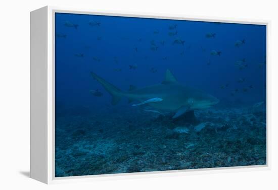 A Large Bull Shark at the Bistro Dive Site in Fiji-Stocktrek Images-Framed Premier Image Canvas