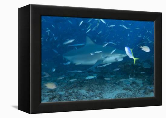 A Large Bull Shark at the Bistro Dive Site in Fiji-Stocktrek Images-Framed Premier Image Canvas