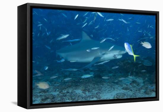 A Large Bull Shark at the Bistro Dive Site in Fiji-Stocktrek Images-Framed Premier Image Canvas