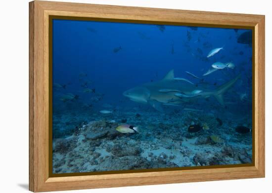 A Large Bull Shark at the Bistro Dive Site in Fiji-Stocktrek Images-Framed Premier Image Canvas