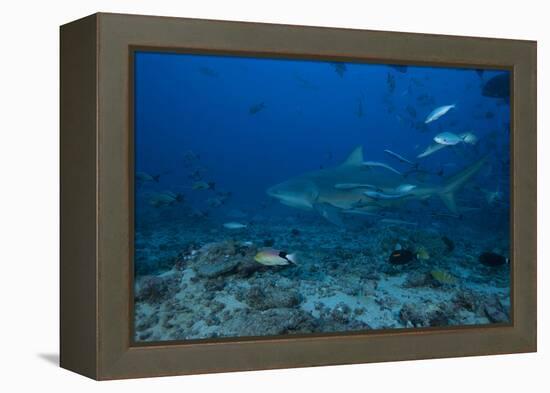 A Large Bull Shark at the Bistro Dive Site in Fiji-Stocktrek Images-Framed Premier Image Canvas