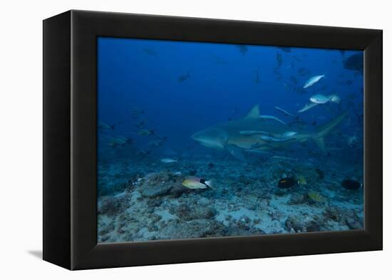 A Large Bull Shark at the Bistro Dive Site in Fiji-Stocktrek Images-Framed Premier Image Canvas