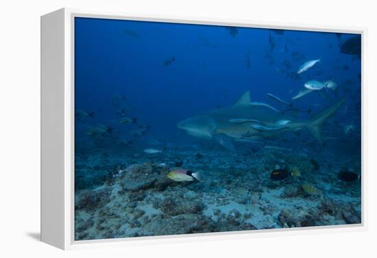 A Large Bull Shark at the Bistro Dive Site in Fiji-Stocktrek Images-Framed Premier Image Canvas