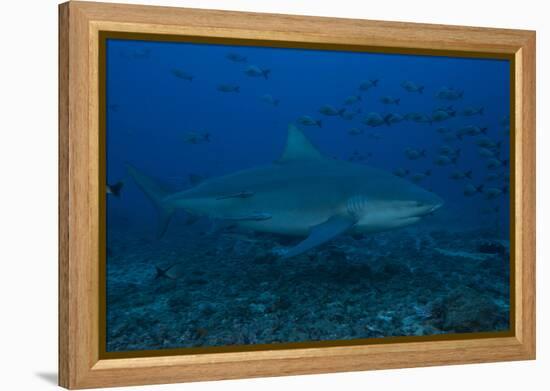 A Large Bull Shark at the Bistro Dive Site in Fiji-Stocktrek Images-Framed Premier Image Canvas