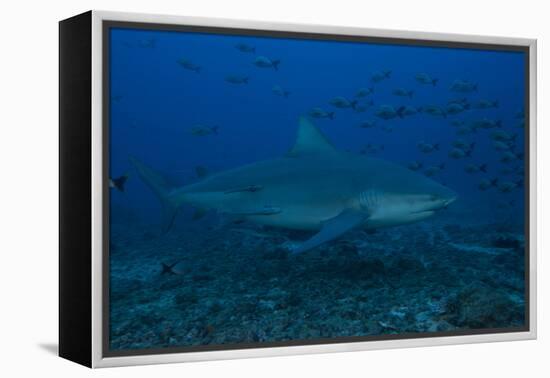 A Large Bull Shark at the Bistro Dive Site in Fiji-Stocktrek Images-Framed Premier Image Canvas