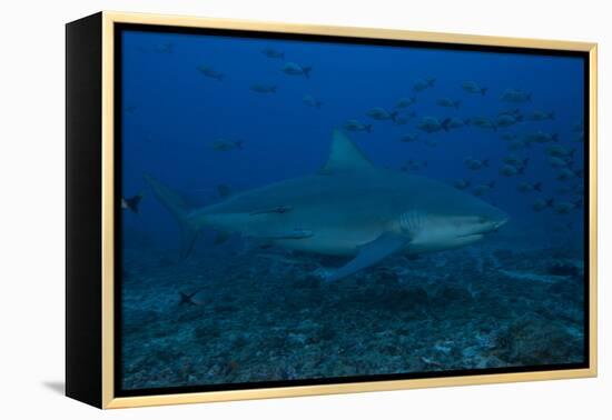 A Large Bull Shark at the Bistro Dive Site in Fiji-Stocktrek Images-Framed Premier Image Canvas