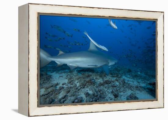 A Large Bull Shark at the Bistro Dive Site in Fiji-Stocktrek Images-Framed Premier Image Canvas